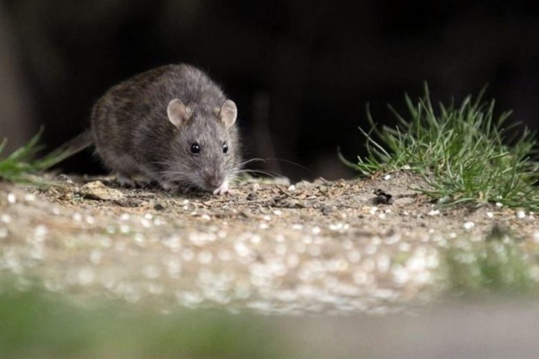 hantavirus-1.jpg