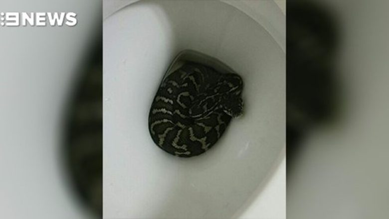 serpiente1.jpg