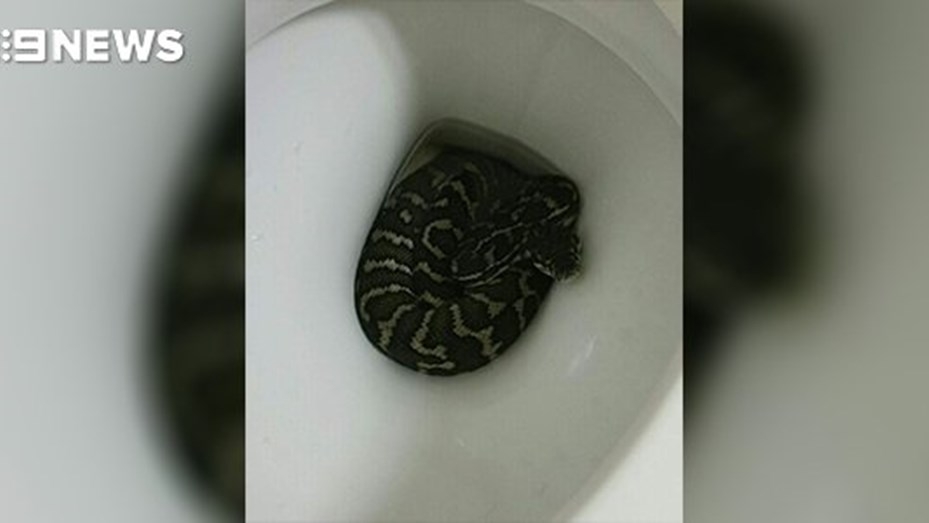 serpiente1.jpg