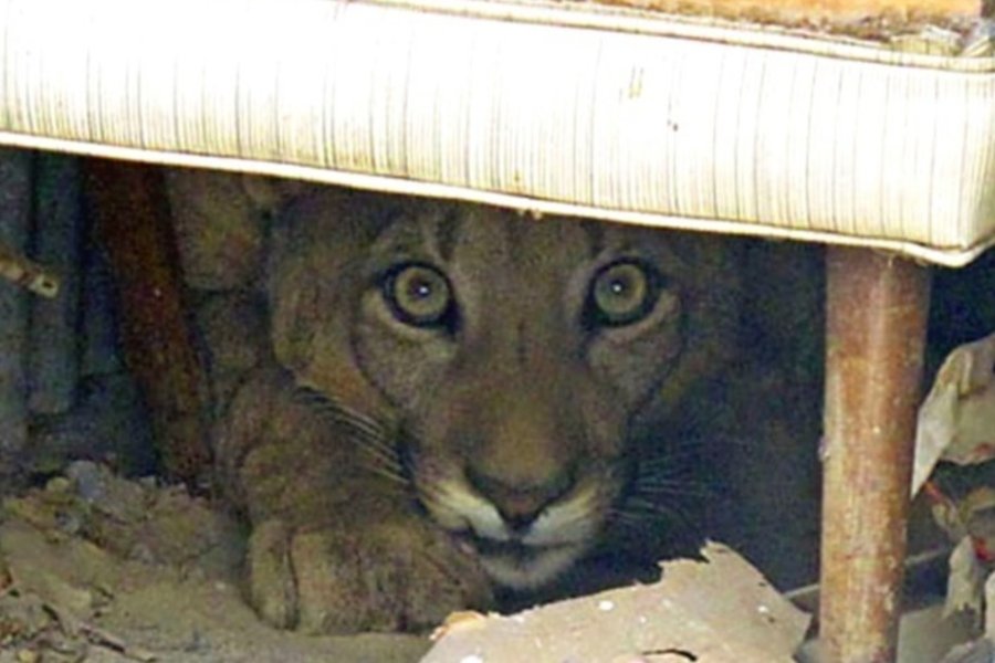 P9baOOrDJ_1256x620__1.jpg