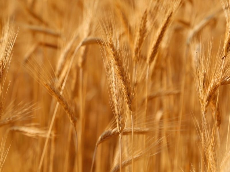 BkRF615RM_1256x620__1.jpg