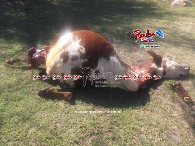 vaca rinaudo 3.jpg