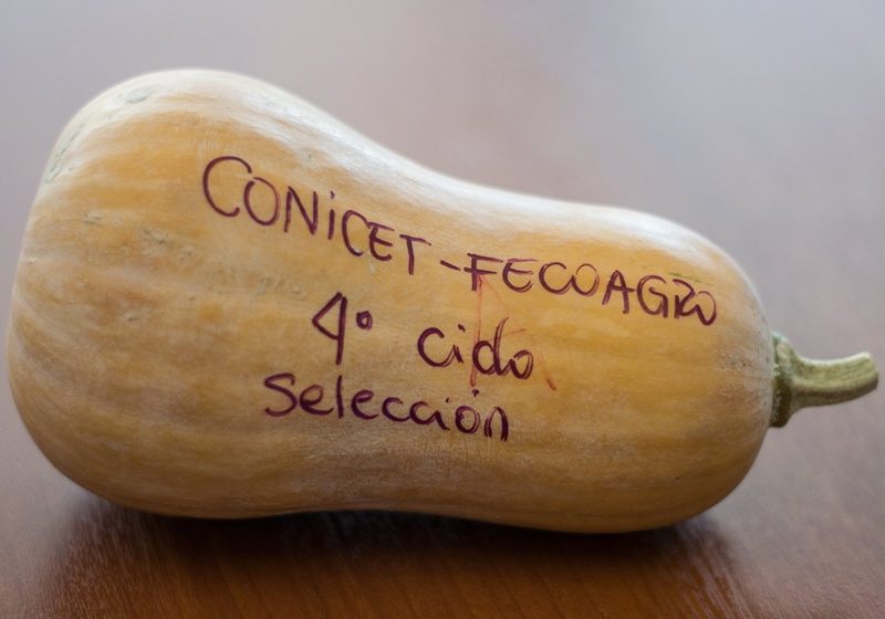 calabaza-web-01-1.jpg