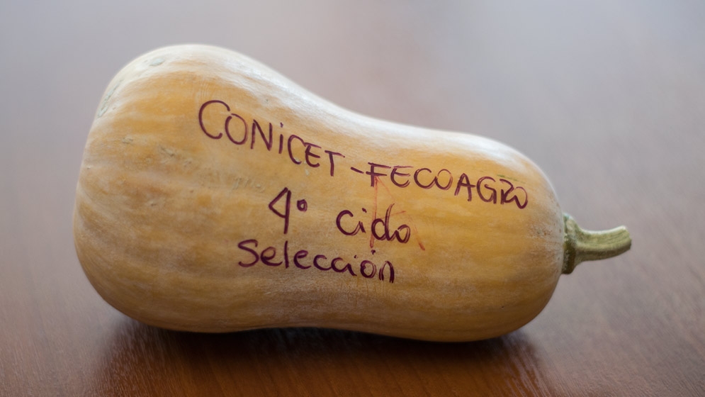 calabaza-web-01-1.jpg