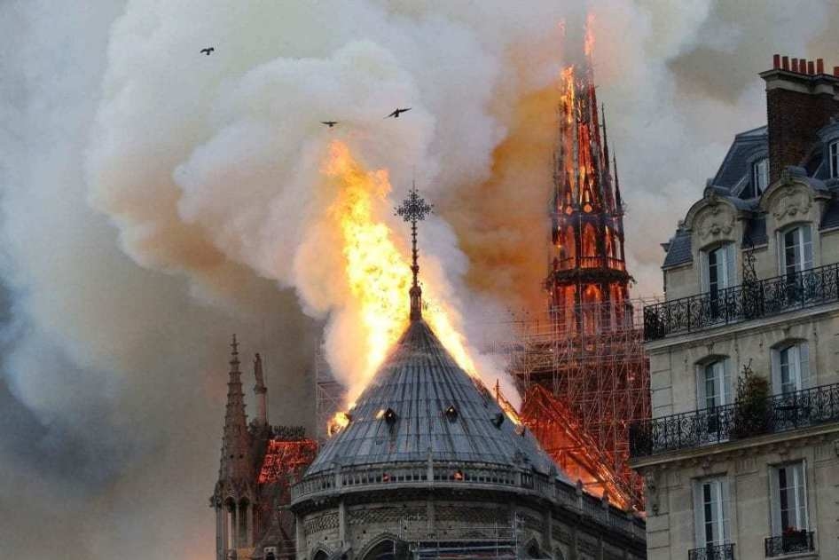 notre-dame-llamas-paris.jpg