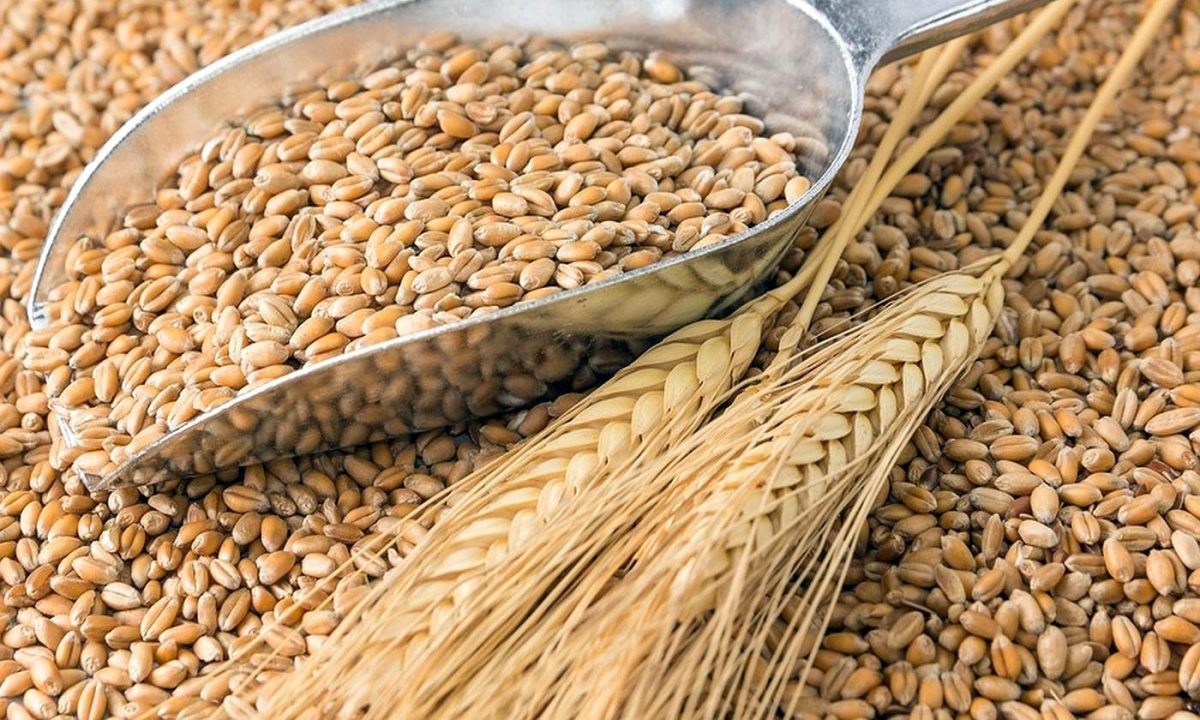 weizenkoerner-wheat-grains-by-stockpics-fotolia-78750746.jpg