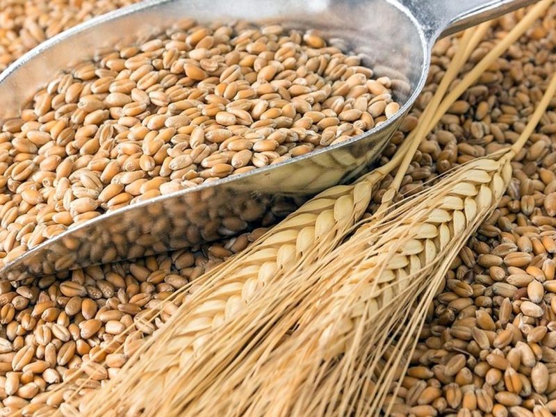 weizenkoerner-wheat-grains-by-stockpics-fotolia-78750746.jpg