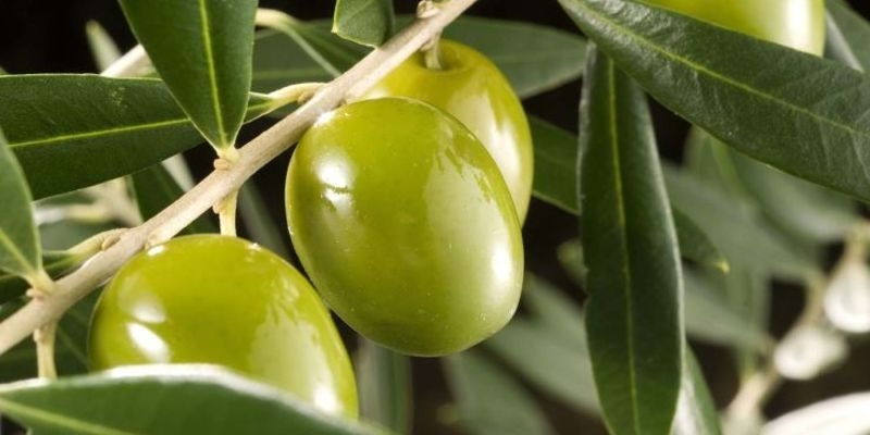 olivo-frutal-1-1-e1550116904667.jpg