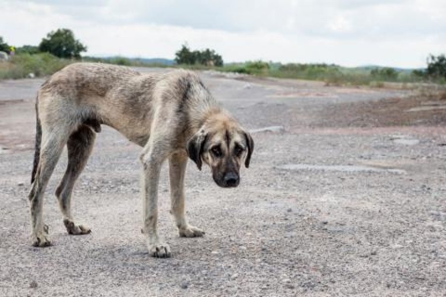 maltrato-animal.jpg
