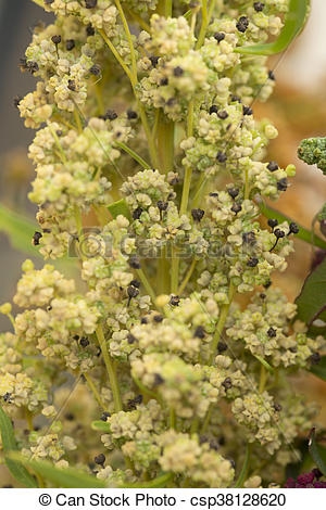quinoa-planta-foto-almacenada_csp38128620.jpg