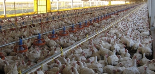 pollos-.jpg