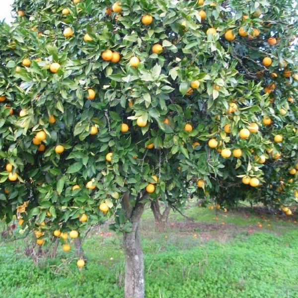 Citricos-Ornamentales-691.jpg