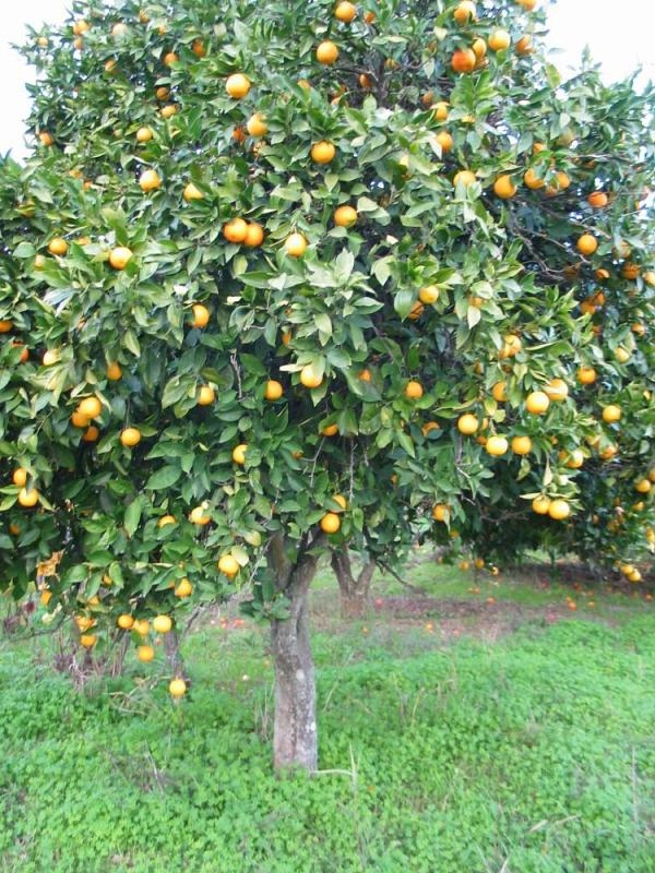 Citricos-Ornamentales-691.jpg