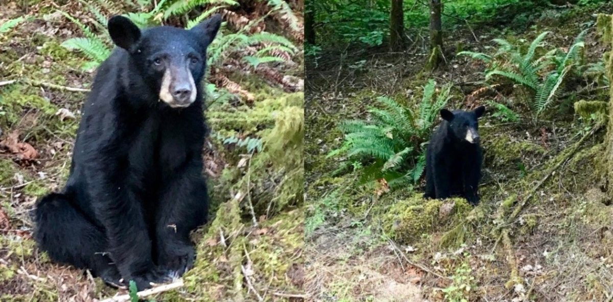 el-oso-pesada-alrededor-de___MinTgd7N-_1256x620__1.jpg