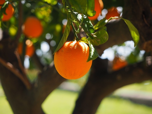 como-sembrar-naranjas.jpg