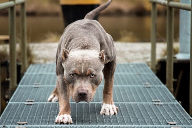 pitbull.jpg