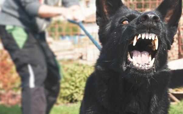 perro_crop1564661401458.jpg_212751610.jpg