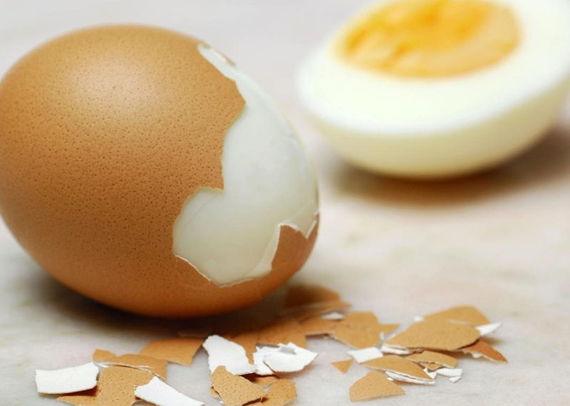 salmonella1.jpg