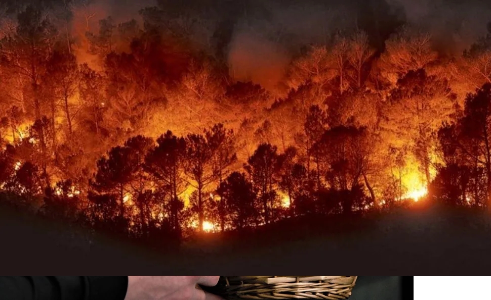 Snbhtfinfasfasd título.jpg