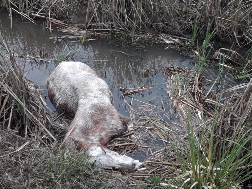 animales.jpg