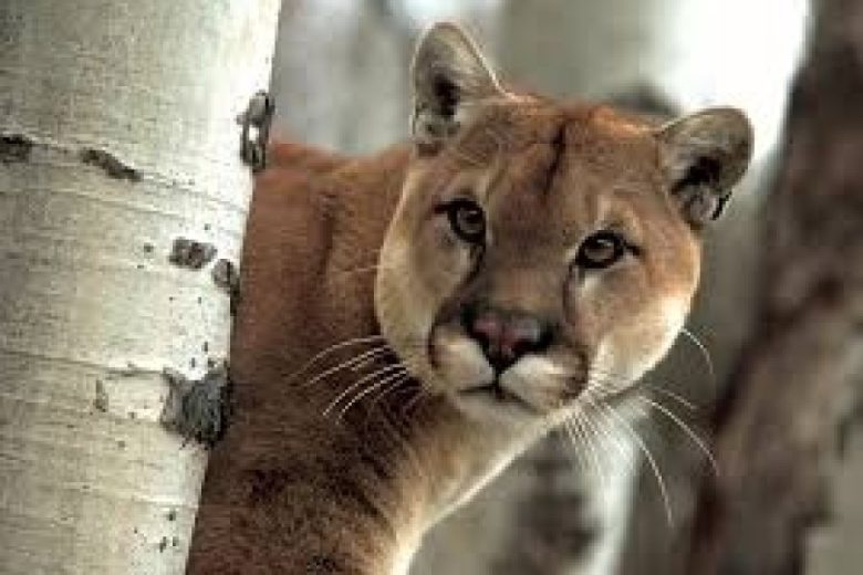 puma.jpg