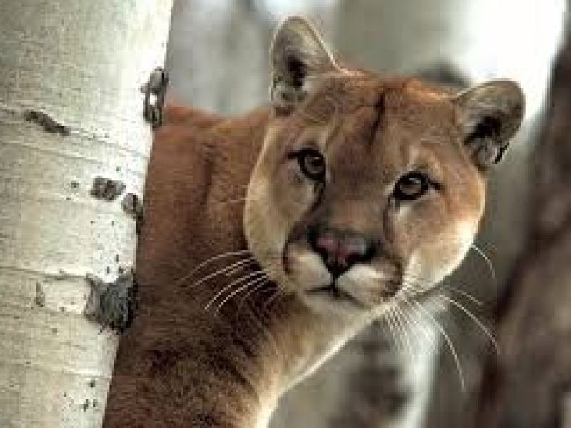 puma.jpg