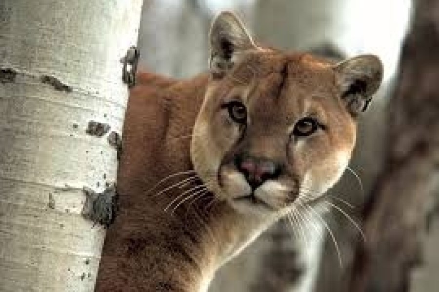 puma.jpg
