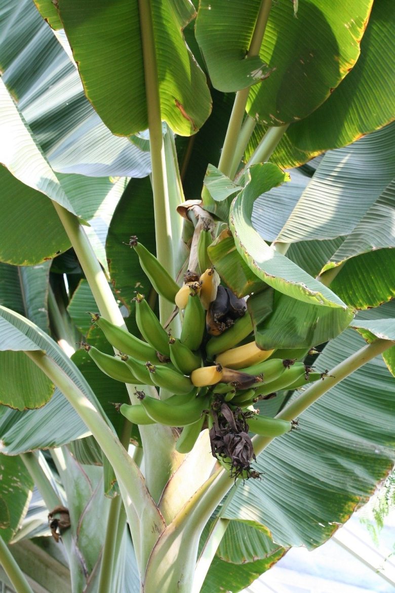 planta bananas.jpg