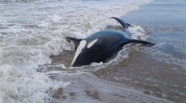 orcas.jpg