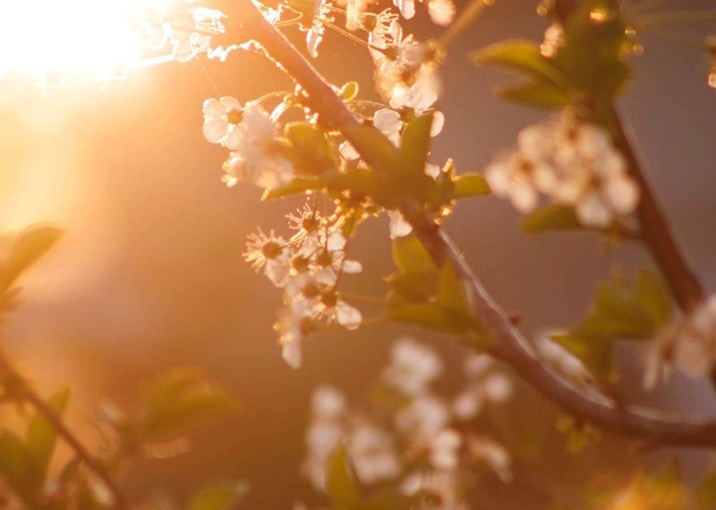 primavera.jpg