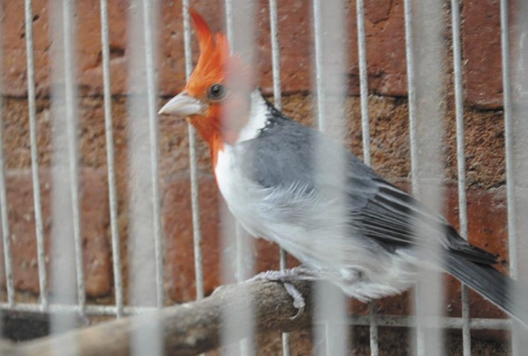 Foto-Nota-67-aves.jpg