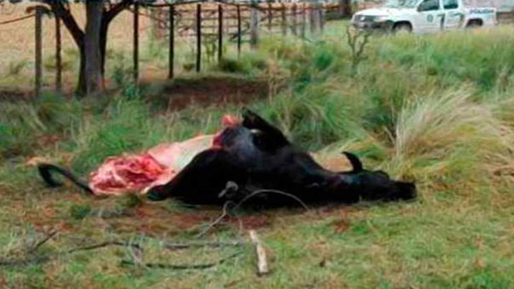 vaca-faenada-perfil.jpg