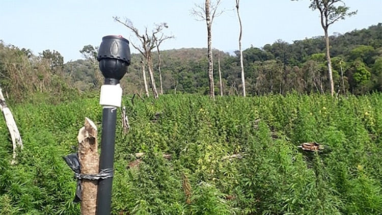 Marihuana.jpg