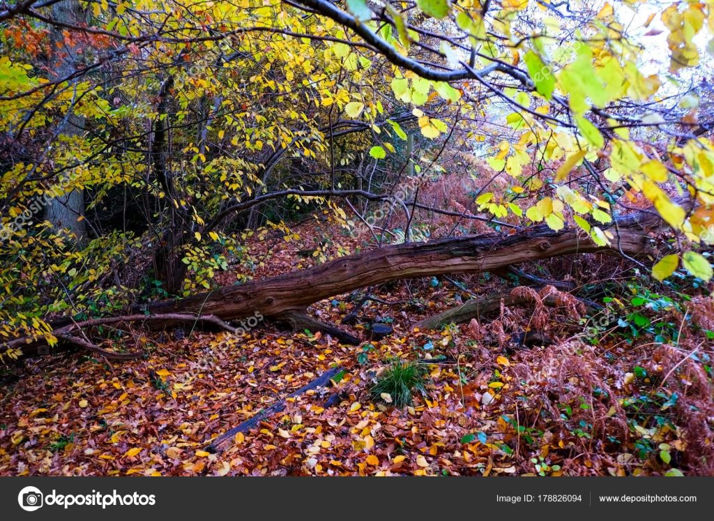 depositphotos_178826094-stock-photo-woodland-trees-tree-trunk-floor.jpg