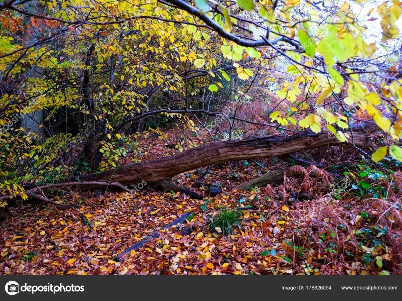 depositphotos_178826094-stock-photo-woodland-trees-tree-trunk-floor.jpg