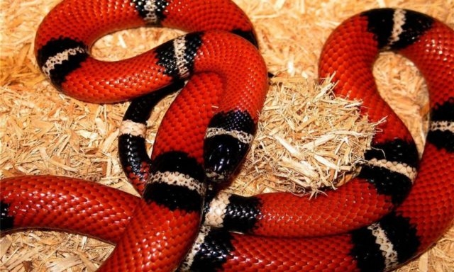 serpiente-coral-ratonera-1000x600-640x384.jpg