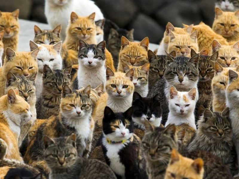Gatos.jpg