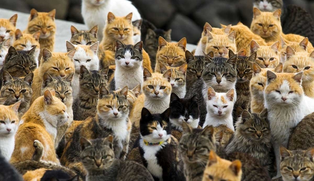 Gatos.jpg