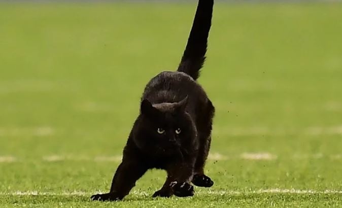 gato negro.JPG