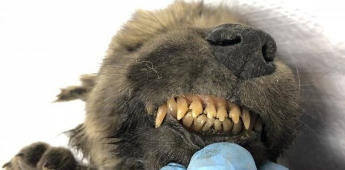 una-imagen-de-dogor-el___pyzMyDTr_1256x620__1.jpg