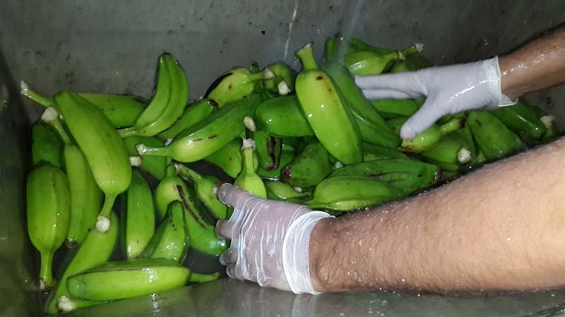 Harina-de-banana_Área-IPAF-NEA-0.jpg