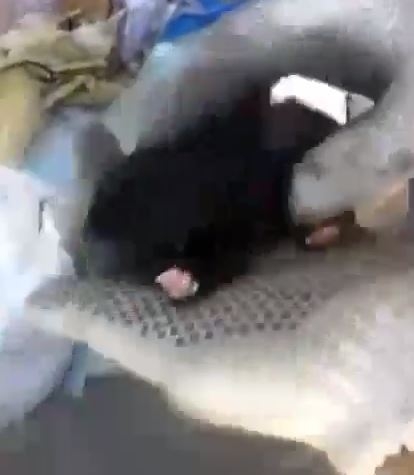 perrito.JPG
