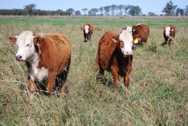 vacas-calor-2.jpg