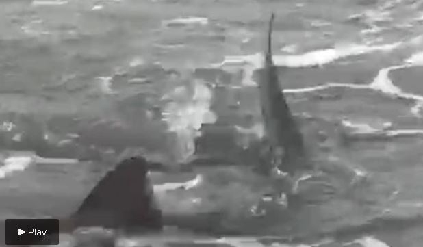 tiburones.JPG