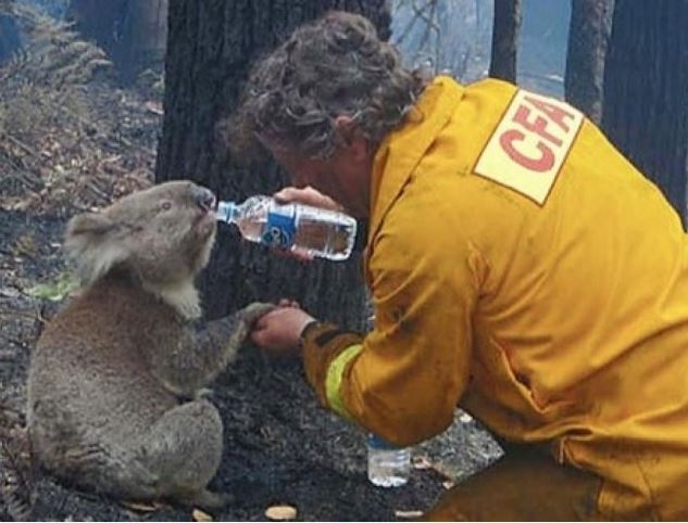 koalas.JPG