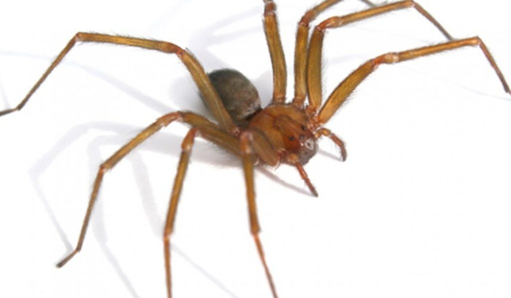 araña-2.jpg