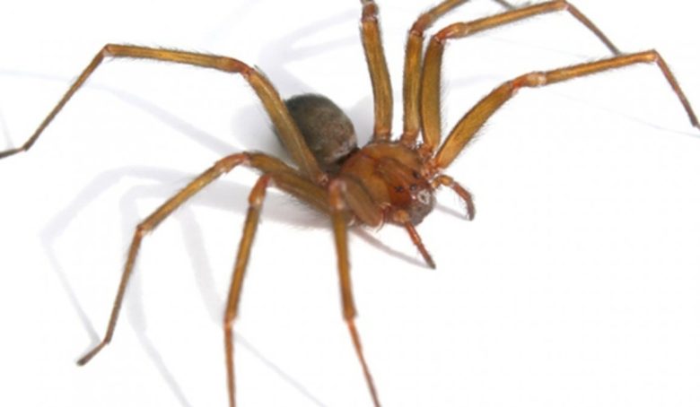 araña-2.jpg