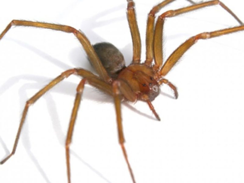 araña-2.jpg