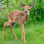 bambi.jpg_1956802537.jpg