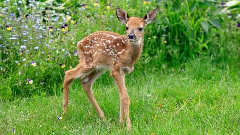 bambi.jpg_1956802537.jpg